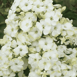 Флокс метельчатый Jade