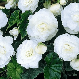 Бегония Double White