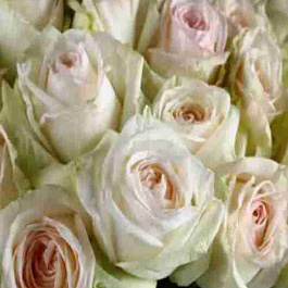 Роза чайно-гибридная White O'Hara