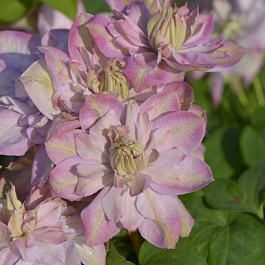 Клематис крупноцветковый Инносент Блаш