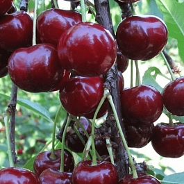 Дюк (Черевишня) Кормилица