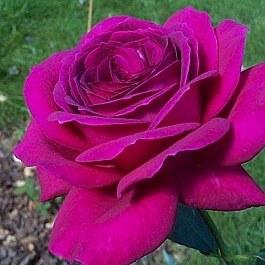 Роза чайно-гибридная Биг Пёпл