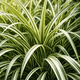 Осока пальмолистная Variegata