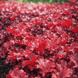 Гейхера Paprica