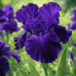 Ирис германский Night Owl