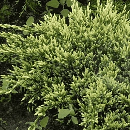 Можжевельник чешуйчатый Holger