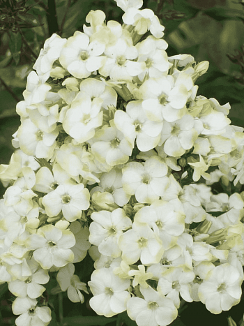 Флокс метельчатый Jade