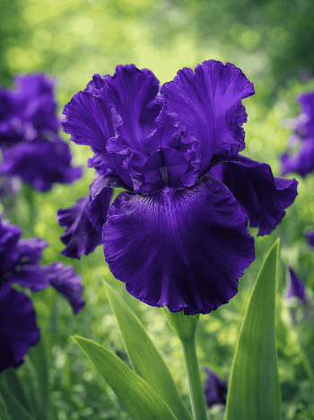 Ирис германский Night Owl