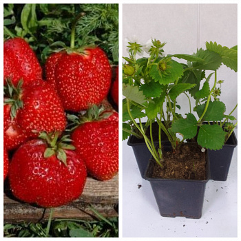 Земляника садовая Вима Ксима НАБОР 3ШТ