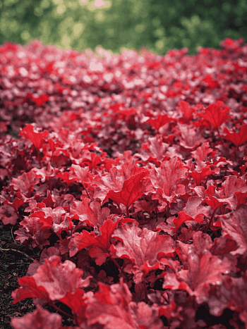 Гейхера Paprica