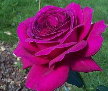 Роза чайно-гибридная Биг Пёпл