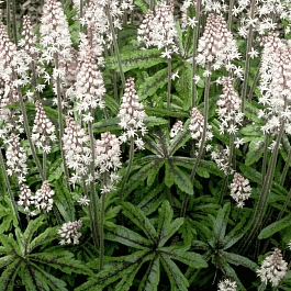 Тиарелла сердцелистная Candy Striper