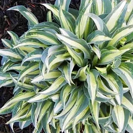 Хоста Little Treasure