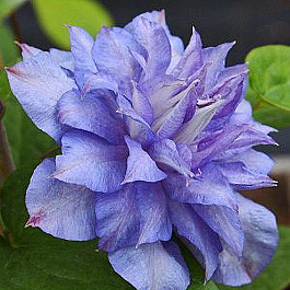 Клематис крупноцветковый Блю Экспложен