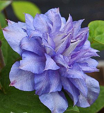 Клематис крупноцветковый Блю Экспложен