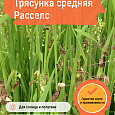 Трясунка средняя Расселс Трясунка средняя Расселс