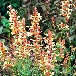 Лофант Саммэ Глоу