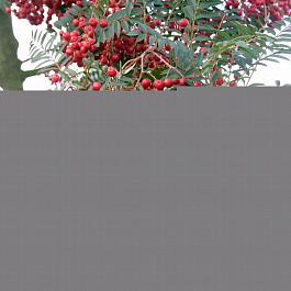 Рябина Алая крупная Рябина Алая крупная