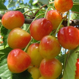 Черешня Барыня