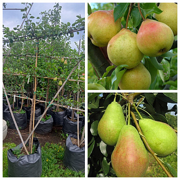 Груша пальметта на шпалере 5-лет+ (2 сорта) Осенняя Яковлева-Аллегро Груша пальметта на шпалере 5-лет+ (2 сорта) Осенняя Яковлева-Аллегро