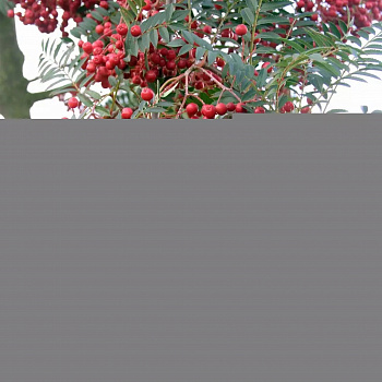 Рябина Алая крупная