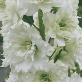 Дельфиниум  культурный Highlander Morning Sunrise