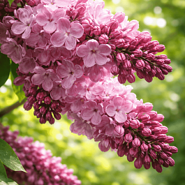 Сирень обыкновенная Маршал Баграмян