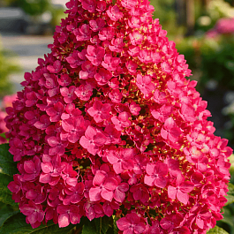 Гортензия метельчатая BJ