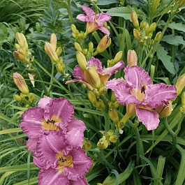 Лилейник Entrapment