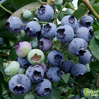 Голубика высокорослая Блюджей