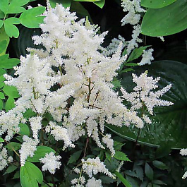 Астильба Арендса Бумальда