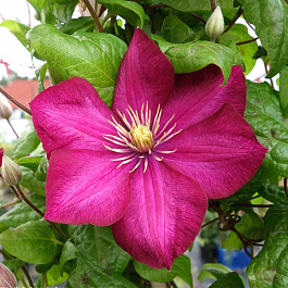 Клематис крупноцветковый Ноктюрн