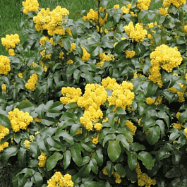 Магония падуболистная