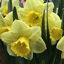 Нарцисс крупнокорончатый Голден Салом