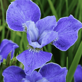 Ирис сибирский Silver Edge