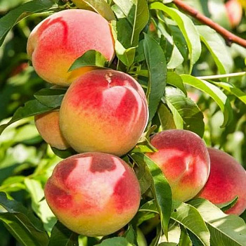 Персик колонновидный Юбилей столицы