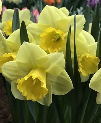 Нарцисс крупнокорончатый Голден Салом