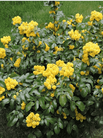 Магония падуболистная