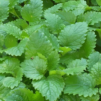 Мелисса (Лимонная мята) лекарственная Lemon Balm