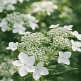 Гортензия крупнолистная Lanarth White