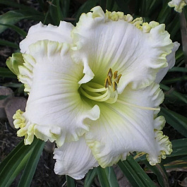 Лилейник гибридный Спейскоуст Уайт Аут НАБОР 2ШТ (1+1)