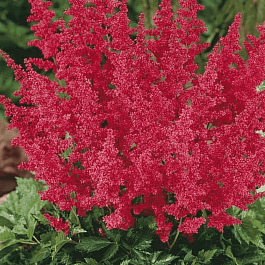 Астильба японская Montgomery