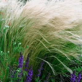 Ковыль тончайший Pony Tails