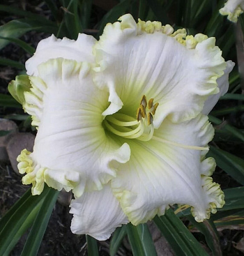 Лилейник гибридный Спейскоуст Уайт Аут НАБОР 2ШТ (1+1)