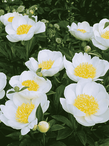 Пион травянистый Jan van Leeuwen