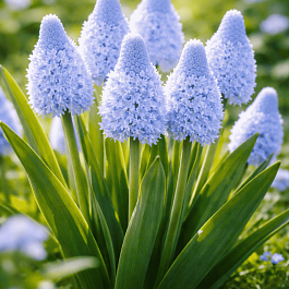 Мускари Azureum