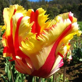 Тюльпан попугайный Флейминг Пэррот
