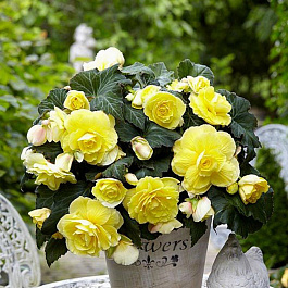 Бегония Каскад Одороса Йеллоу Флейм