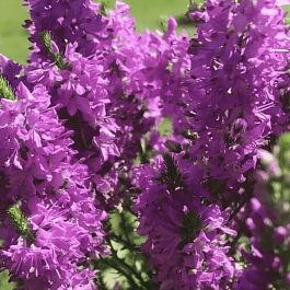 Вероника гибридная Purple Explosion