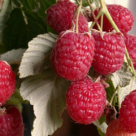 Малина традиционная Метеор